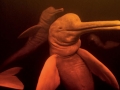 Amazon Pink River Dolphin