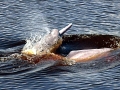 Amazon Pink River Dolphin