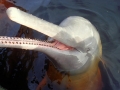 Amazon Pink River Dolphin