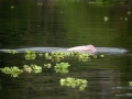 Amazon Pink River Dolphin