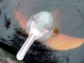 Amazon Pink River Dolphin