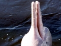 Amazon Pink River Dolphin