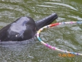 Amazon Pink River Dolphin