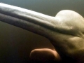 Amazon Pink River Dolphin