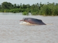 Amazon Pink River Dolphin