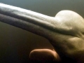 Amazon Pink River Dolphin