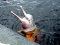 Amazon Pink River Dolphin