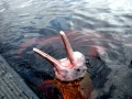 Amazon Pink River Dolphin