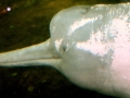 Amazon Pink River Dolphin