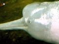 Amazon Pink River Dolphin