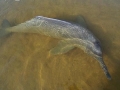 Amazon Pink River Dolphin