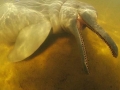 Amazon Pink River Dolphin
