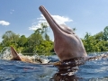 Amazon Pink River Dolphin