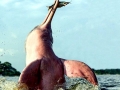 Amazon Pink River Dolphin