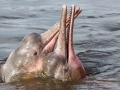 Amazon Pink River Dolphin