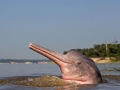 Amazon Pink River Dolphin