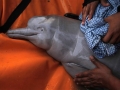 Amazon Pink River Dolphin