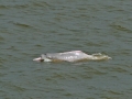 Amazon Pink River Dolphin