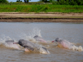 Amazon Pink River Dolphin