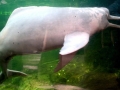 Amazon Pink River Dolphin