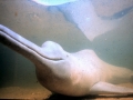 Amazon Pink River Dolphin