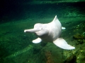 Amazon Pink River Dolphin
