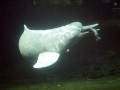 Amazon Pink River Dolphin