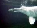 Amazon Pink River Dolphin