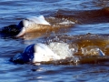 Amazon Pink River Dolphin