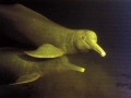 Amazon Pink River Dolphin