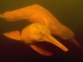 Amazon Pink River Dolphin