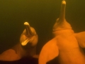 Amazon Pink River Dolphin