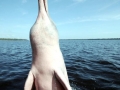 Amazon Pink River Dolphin