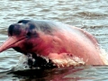 Amazon Pink River Dolphin