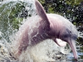 Amazon Pink River Dolphin