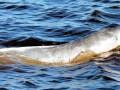 Amazon Pink River Dolphin