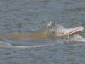 Amazon Pink River Dolphin