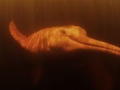 Amazon Pink River Dolphin