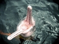 Amazon Pink River Dolphin