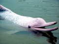 Amazon Pink River Dolphin