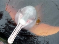 Amazon Pink River Dolphin