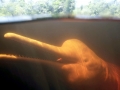 Amazon Pink River Dolphin