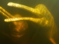 Amazon Pink River Dolphin