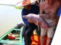 Amazon Pink River Dolphin