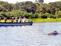 Amazon Pink River Dolphin