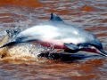 Amazon Pink River Dolphin