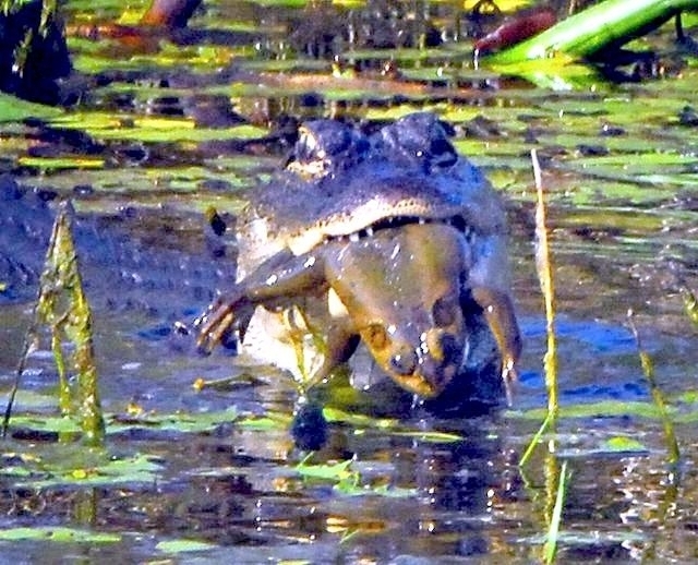 American Alligator
