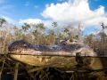 American Alligator
