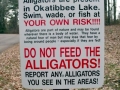 American Alligator