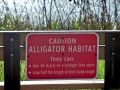American Alligator